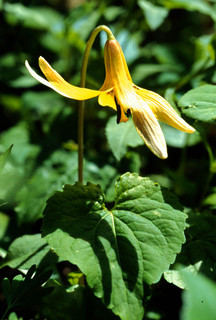 Erythronium americanum, Fawn Lily