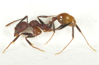 Aphaenogaster lamellidens, side