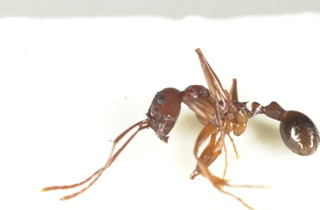 Aphaenogaster treatae, bottom
