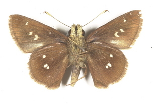 Oligoria maculata, bottom