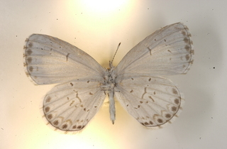 Celastrina argiolus, female, bottom