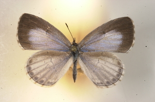 Celastrina argiolus, female, top