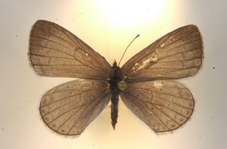 Celastrina argiolus, female, top