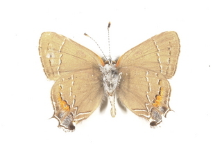 Fixsenia favonius favonius, bottom