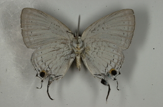 Tajuria cippus longinus, bottom