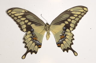 Papilio cresphontes, bottom