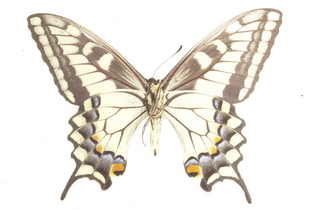 Papilio machaon, female, bottom