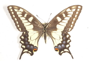 Papilio machaon, female, top