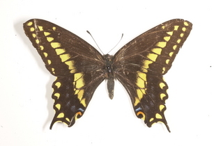 Papilio machaon, top