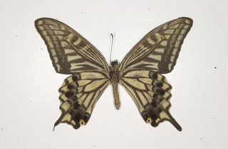 Papilio xuthus, bottom