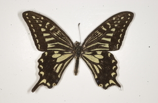 Papilio xuthus, top