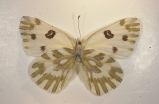 Pontia beckerii, male, bottom
