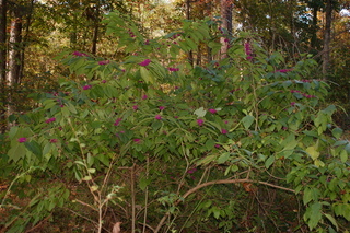 Callicarpa americana, American Beautyberry