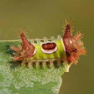 Acharia stimulea, larva