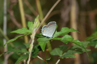 Cupido comyntas, Tailed Blue, underside