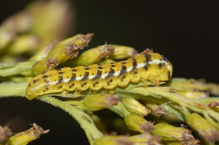 Schinia nundina, larva