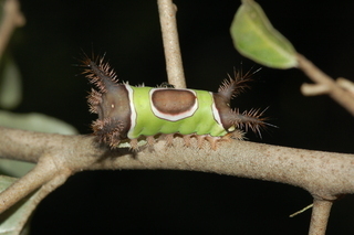 Acharia stimulea, Saddleback Caterpillar, larva