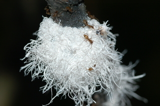 Tapinoma sessile ants tending Prociphilus tessellatus, Woolly Alder Aphid