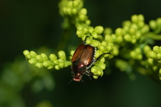 Popillia japonica