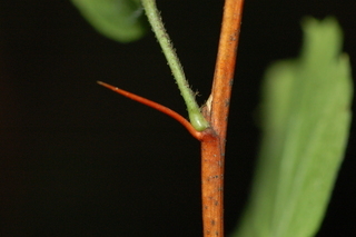 Ribes curvatum, thorn