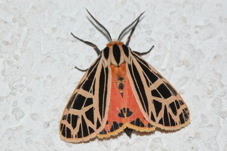 Grammia parthenice, Parthenice Tiger Moth