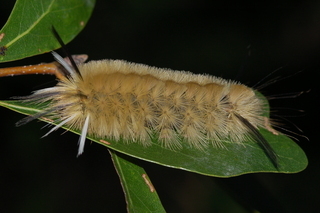 Halysidota tessellaris, Banded Tussock Moth, larva