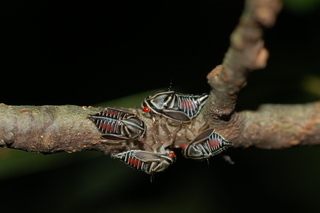 Platycotis vittatus, Oak Treehopper, nymphs