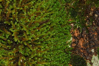 Hedwigia ciliata, moss, wet