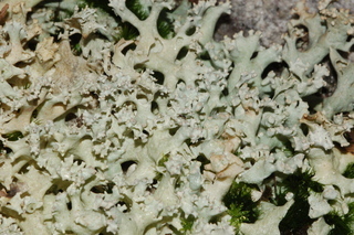 Cladonia caroliniana