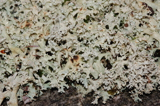 Cladonia caroliniana