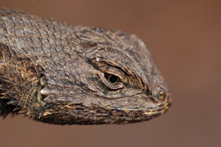 Sceloporus undulatus, Eastern Fence Lizard, head