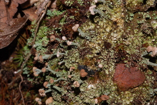 Cladonia peziziformis