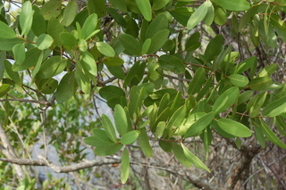 Laguncularia racemosa, White Mangrove