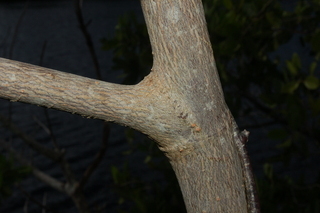 Rhizophora mangle, Red Mangrove, bark