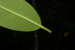 Rhizophora mangle, Red Mangrove, leaf petiole bottom