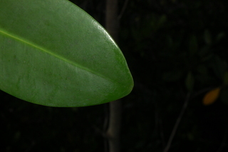 Rhizophora mangle, Red Mangrove, leaf tip upper