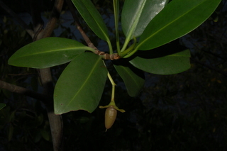Rhizophora mangle, Red Mangrove, leaves and young fruit