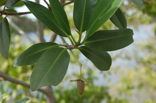 Rhizophora mangle, Red Mangrove, leaves and young fruit