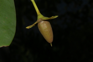 Rhizophora mangle, Red Mangrove, young fruit