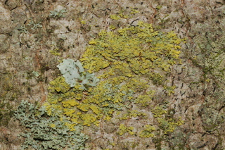 Candelaria concolor