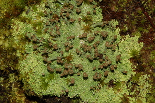 Cladonia peziziformis