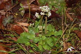 Saxifraga virginiensis, Early saxifrage