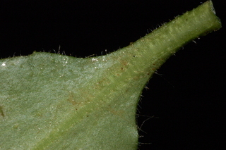 Saxifraga virginiensis, Early saxifrage