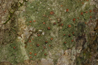 Bacidia schweinitzii, brown form