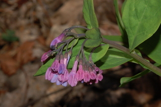 Mertensia virginica, Virginia bluebell, flower buds