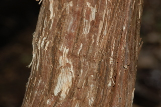 Vitis rotundifolia, Muscadine, trunk of large vine