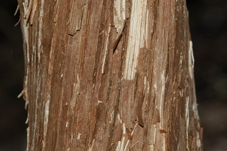 Vitis rotundifolia, Muscadine, trunk of large vine