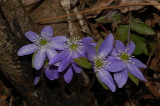 Hepatica nobilis var. acuta, Sharped-lobed hepatica, flowers, purple form
