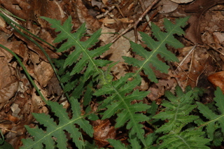 Polymnia canadensis, Whiteflower leafcup
