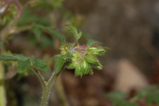 Polymnia canadensis, Whiteflower leafcup